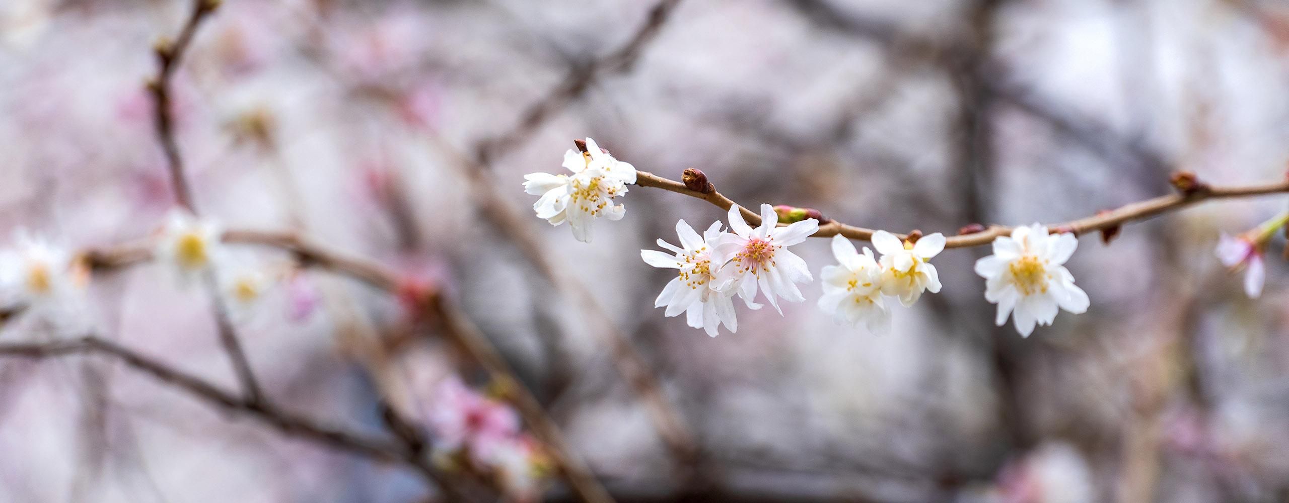 Blick auf einen Zweig mit weißen Blüten und einen verschwommenen Hintergrund mit weiteren Ästen, an denen weiße und rosa Blüten wachsen.